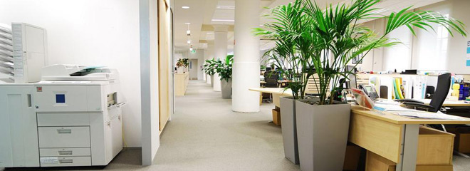 办公室植物租赁